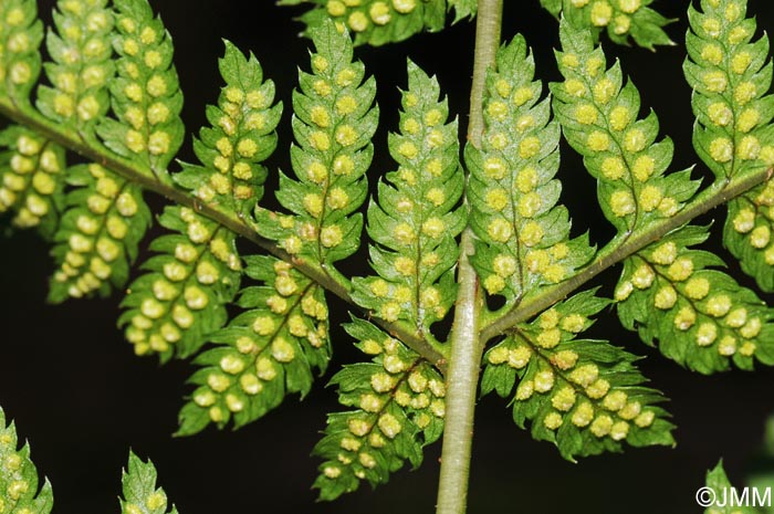 Dryopteris carthusiana