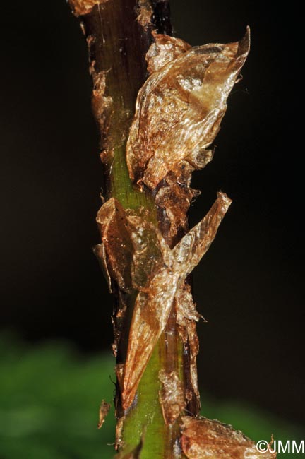 Dryopteris carthusiana : écailles de la base du pétiole