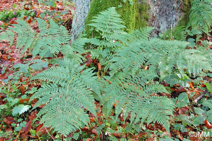 Dryopteris dilatata