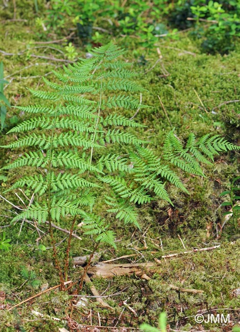 Dryopteris dilatata