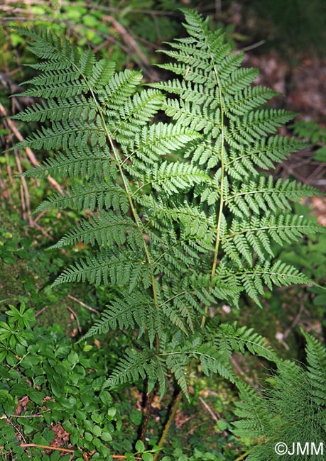 Dryopteris dilatata