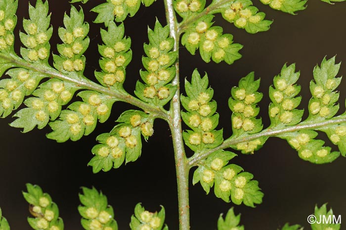 Dryopteris dilatata