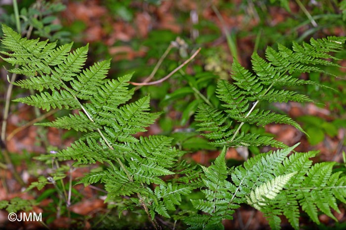 Dryopteris dilatata