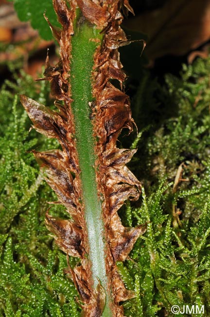 Dryopteris dilatata : écailles de la base du pétiole