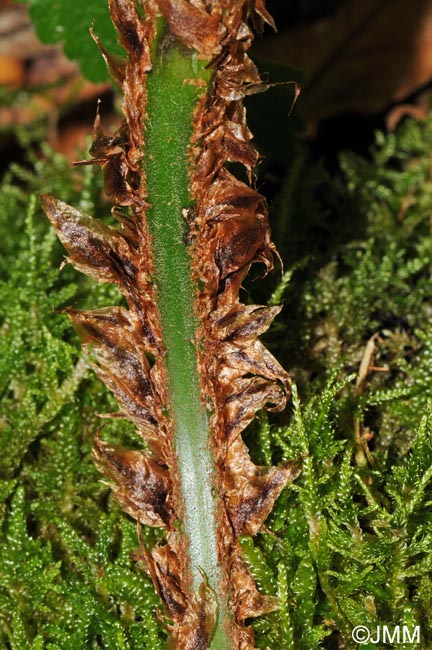 Dryopteris dilatata : cailles de la base du ptiole