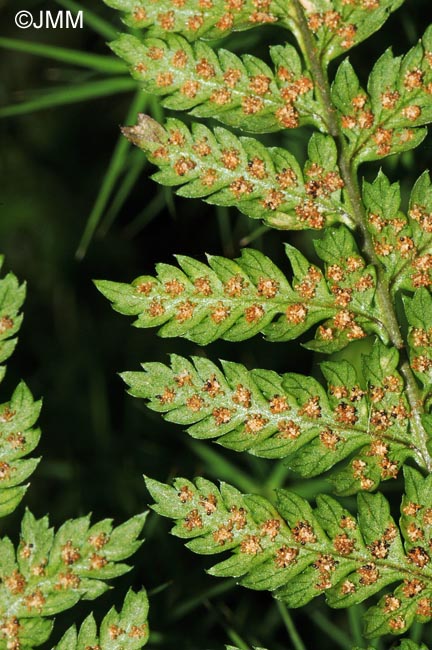 Dryopteris dilatata