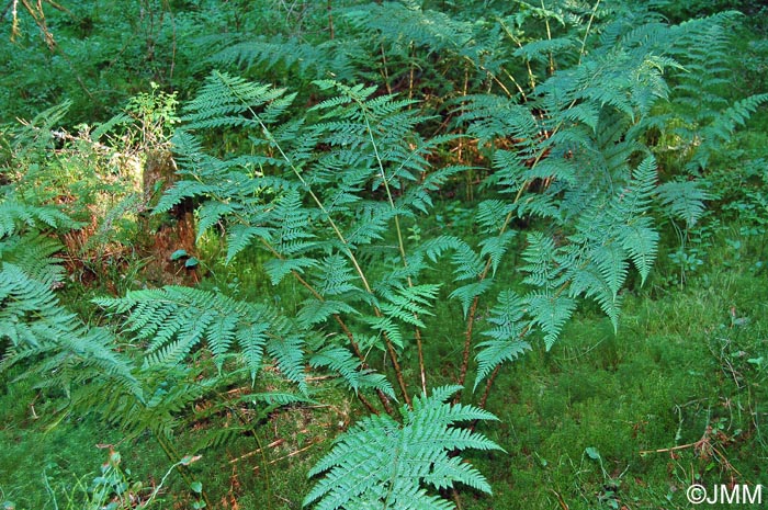 Dryopteris dilatata