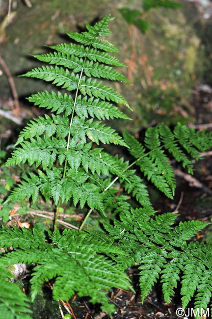 Dryopteris expansa