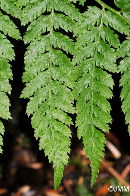 Dryopteris expansa