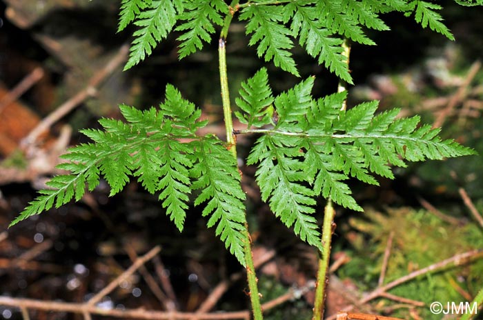 Dryopteris expansa