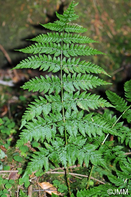 Dryopteris expansa