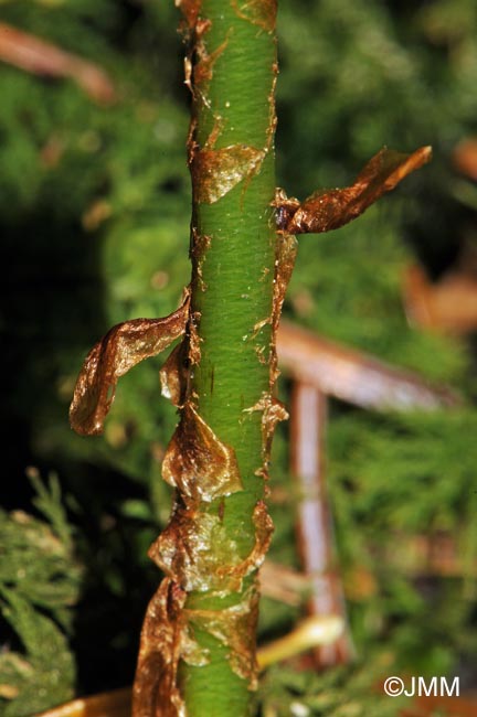 Dryopteris expansa