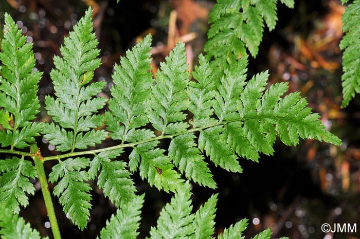 Dryopteris expansa