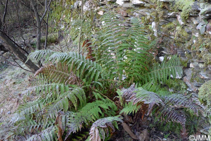 Dryopteris affinis subsp. lacunosa = Dryopteris lacunosa