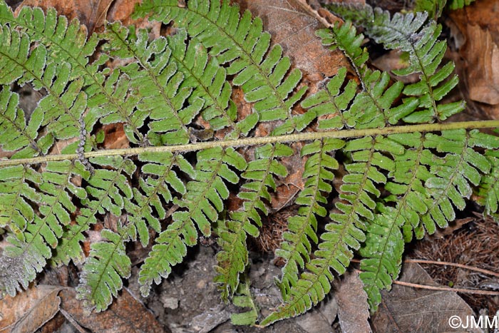 Dryopteris affinis subsp. lacunosa = Dryopteris lacunosa