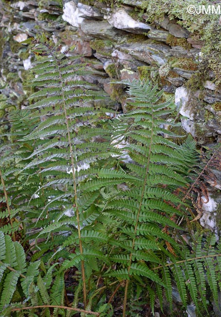 Dryopteris affinis subsp. lacunosa = Dryopteris lacunosa