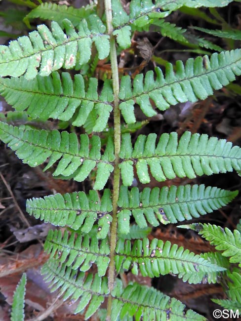 Dryopteris affinis subsp. lacunosa = Dryopteris lacunosa