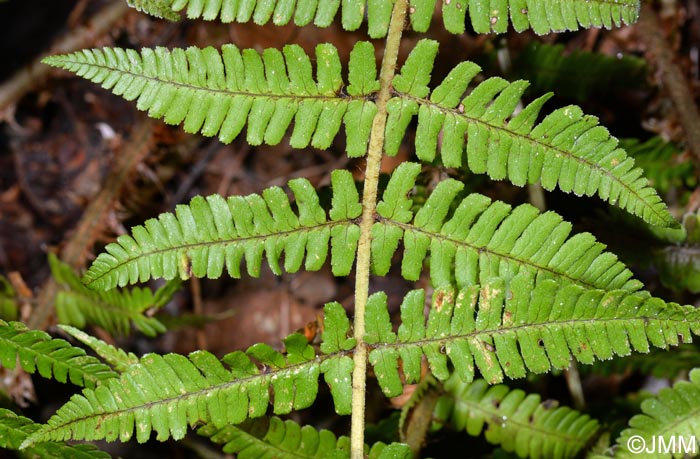 Dryopteris affinis subsp. lacunosa = Dryopteris lacunosa