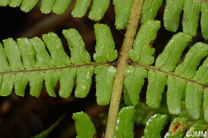 Dryopteris affinis subsp. lacunosa = Dryopteris lacunosa