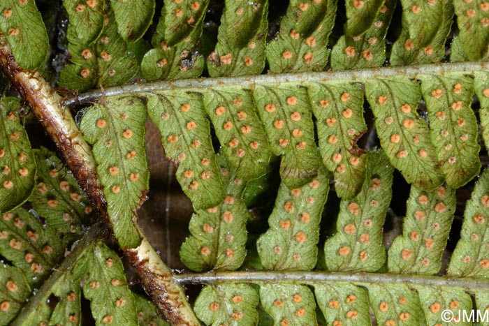 Dryopteris affinis subsp. lacunosa = Dryopteris lacunosa