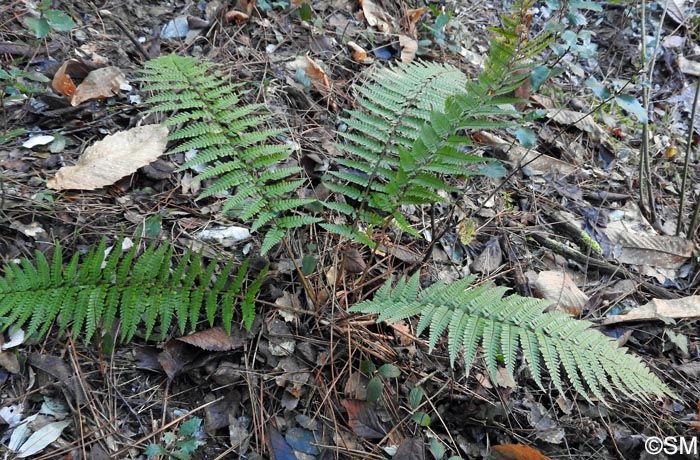 Dryopteris affinis subsp. lacunosa = Dryopteris lacunosa