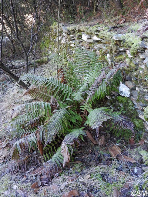 Dryopteris affinis subsp. lacunosa = Dryopteris lacunosa