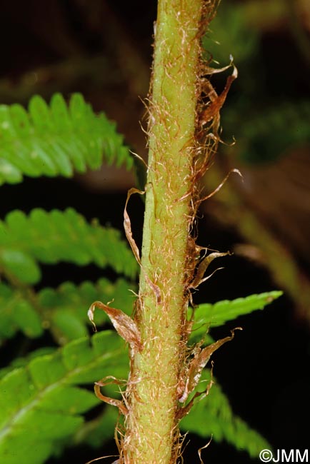 Dryopteris affinis subsp. lacunosa = Dryopteris lacunosa