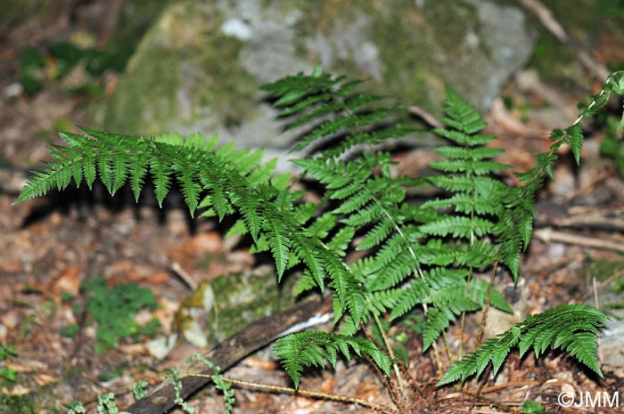 Dryopteris remota