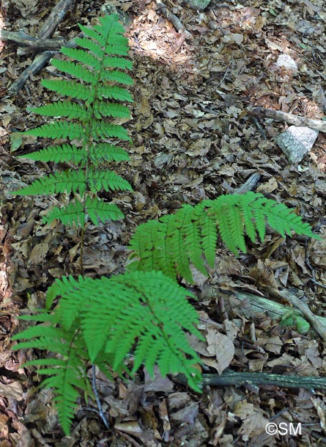 Dryopteris remota