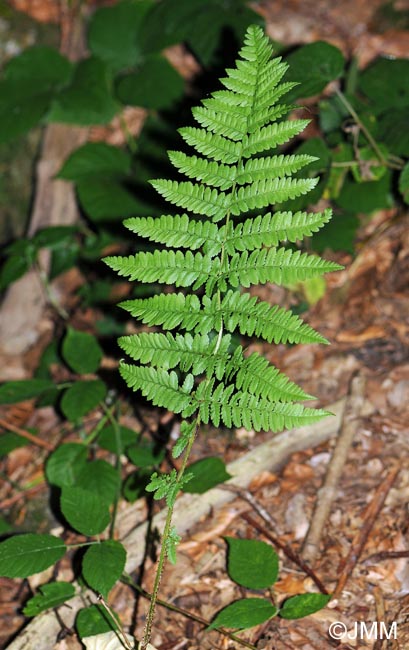 Dryopteris remota