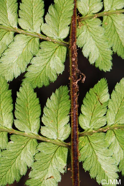 Dryopteris remota