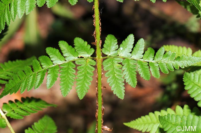 Dryopteris remota