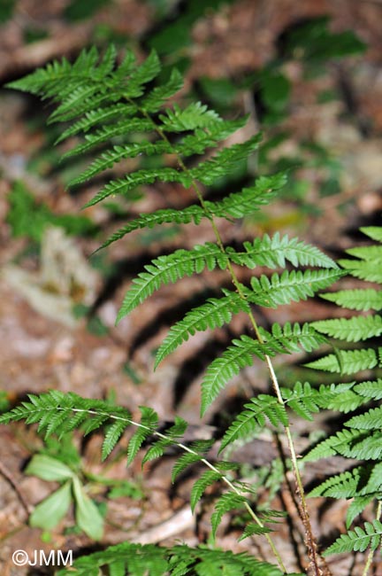 Dryopteris remota