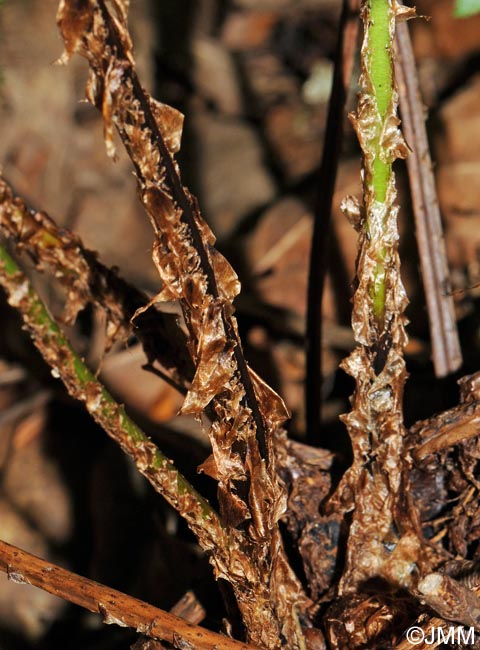 Dryopteris remota