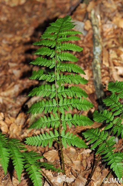 Dryopteris remota