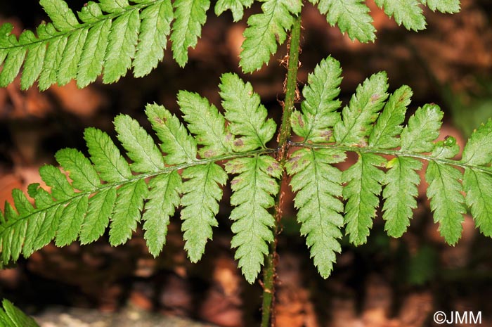 Dryopteris remota