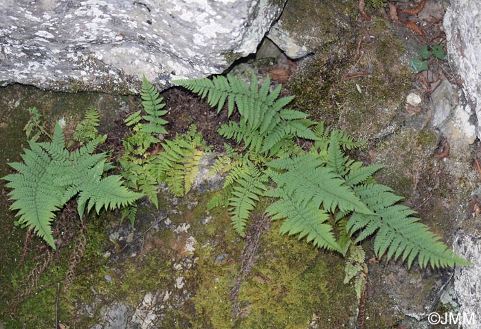 Dryopteris submontana