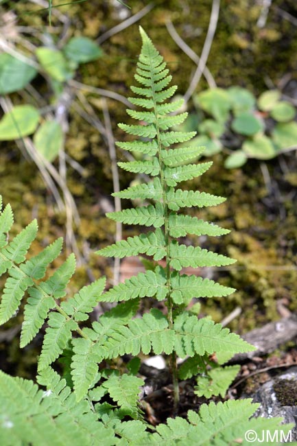 Dryopteris submontana