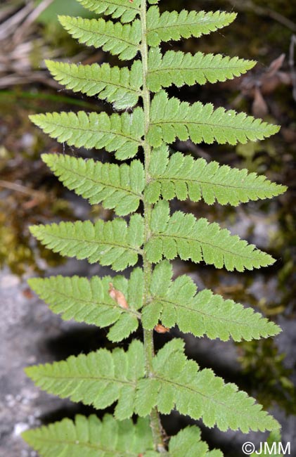 Dryopteris submontana