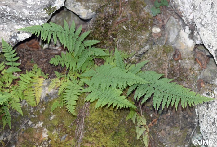 Dryopteris submontana