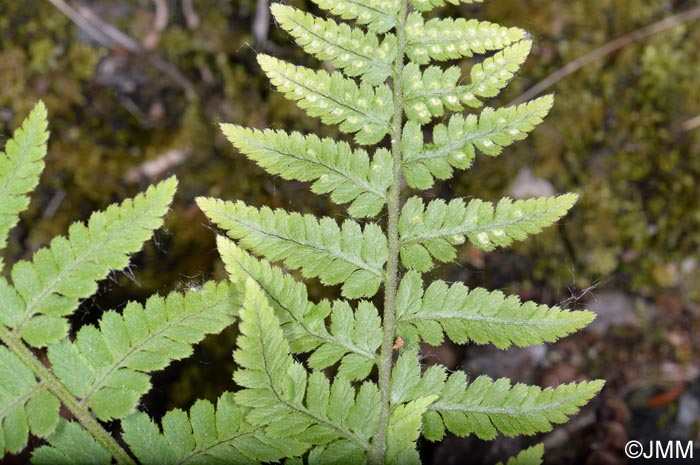 Dryopteris submontana