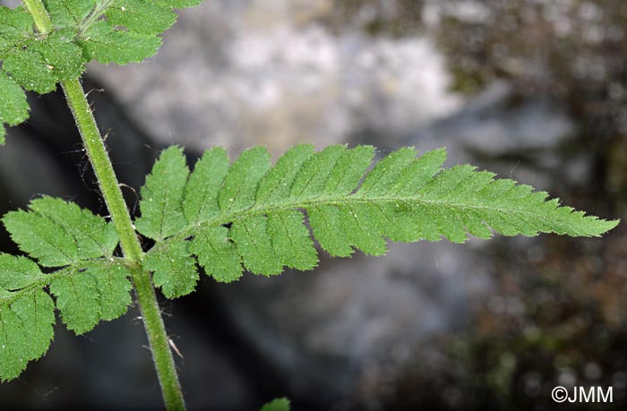 Dryopteris submontana