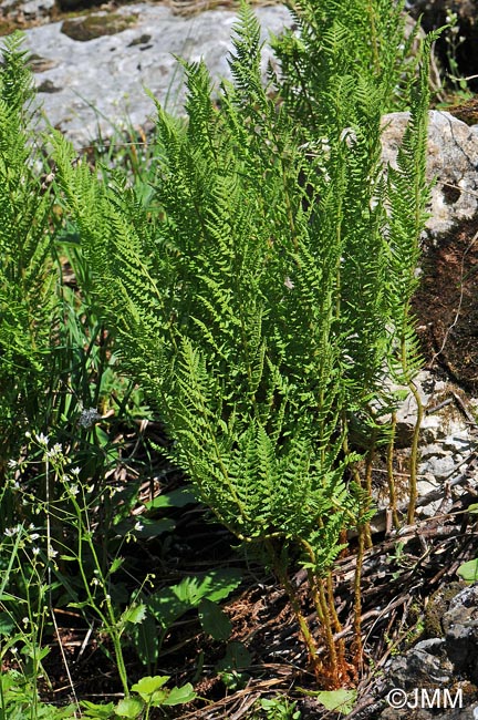 Saxifraga rotundifolia & Dryopteris villarii