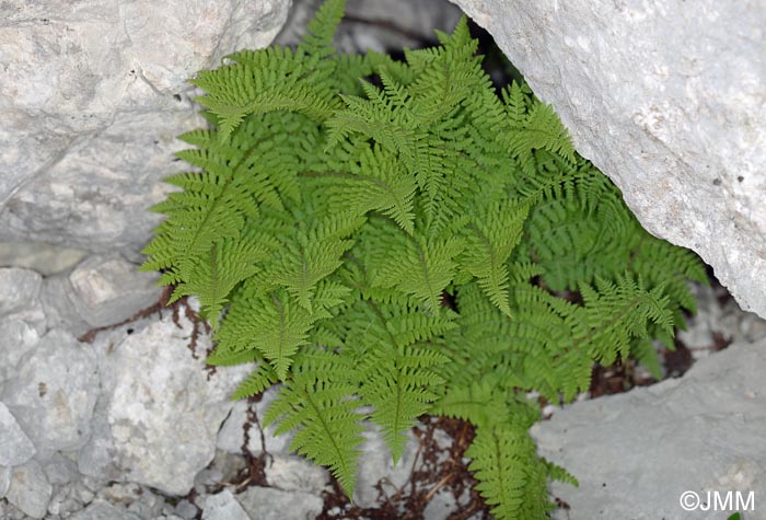 Dryopteris villarii