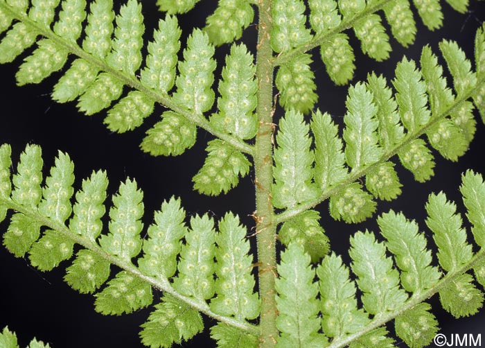 Dryopteris villarii