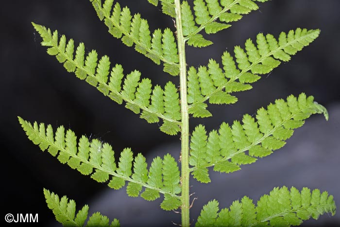 Dryopteris villarii