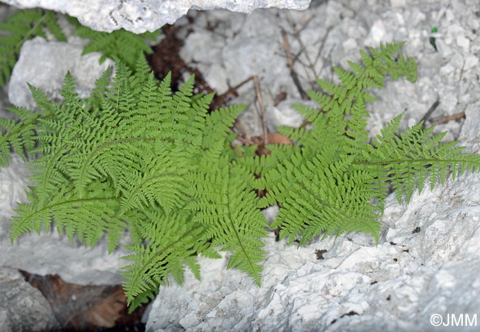 Dryopteris villarii