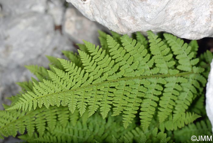 Dryopteris villarii