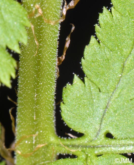 Dryopteris villarii