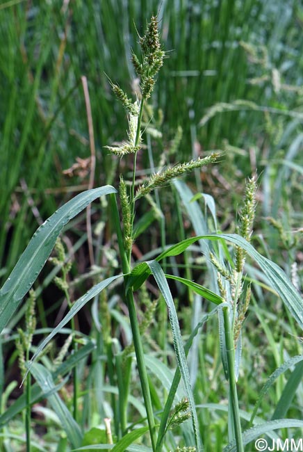 Echinochloa crus-galli